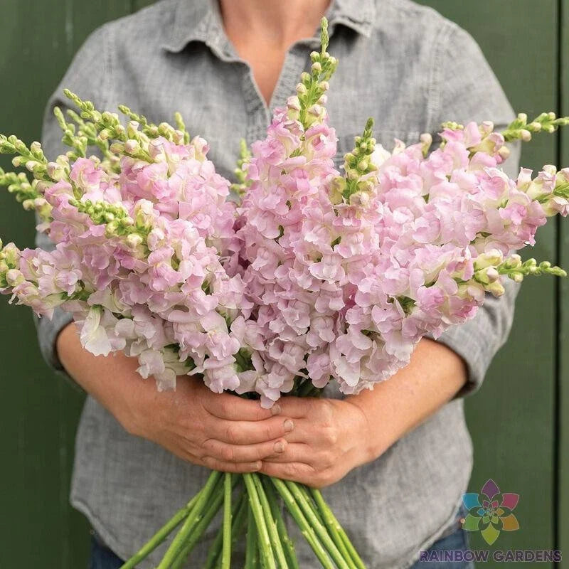 Snapdragon Seeds - 1000+ Count - Legend Light Pink - Antirrhinum majus - USA