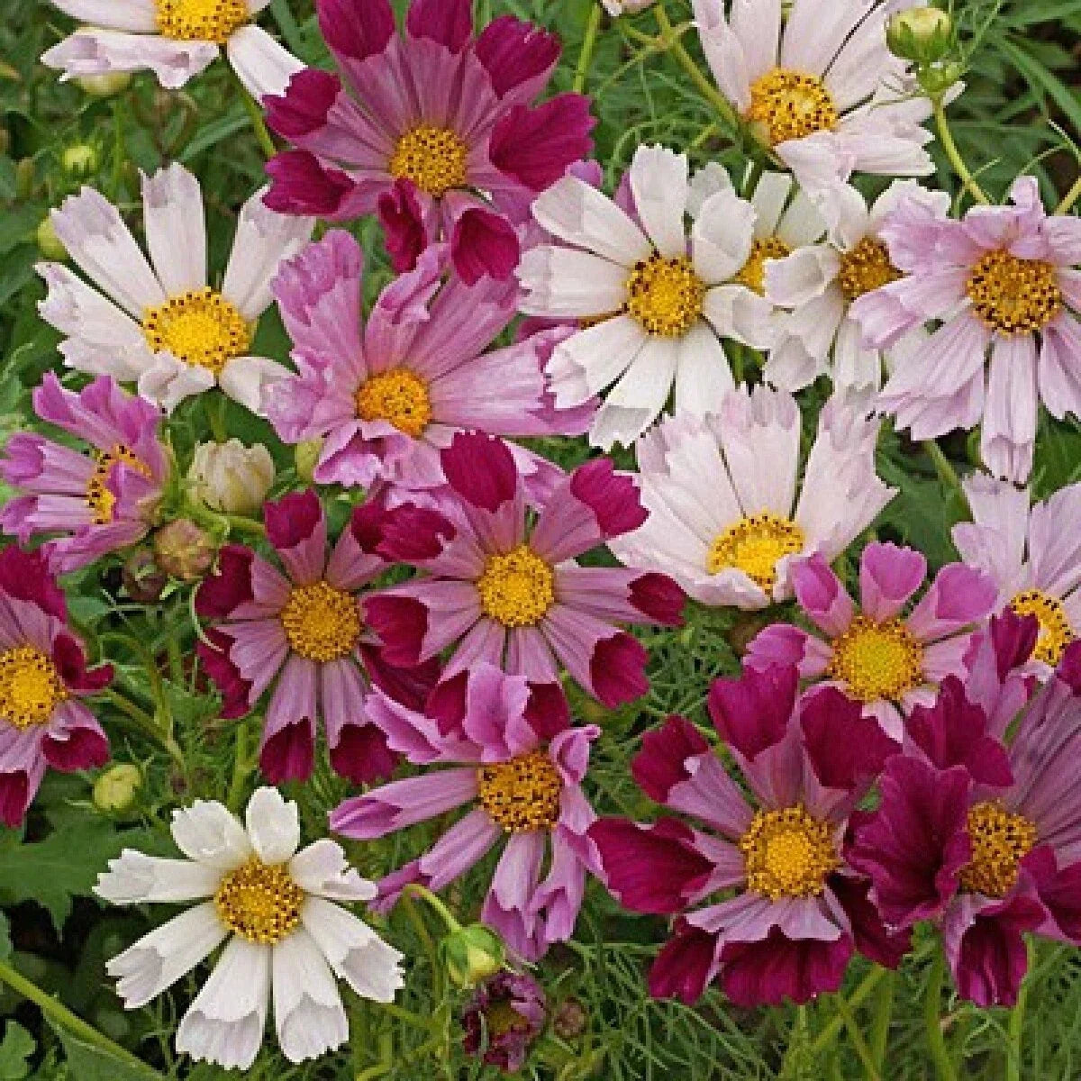Cosmos Sea Shells Mix Seeds 100 Ct - Mixed Colors Cut Flower Seeds (Cosmos bipinnatus)