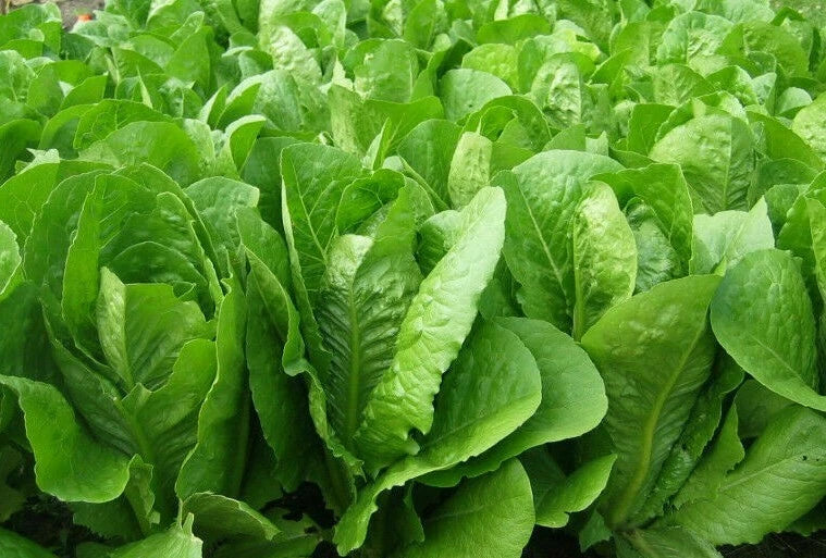 Romaine Lettuce Seeds 1000+ Parris Island Cos Heat Tolerant (Lactuca sativa) Organic Vegetable Gardening