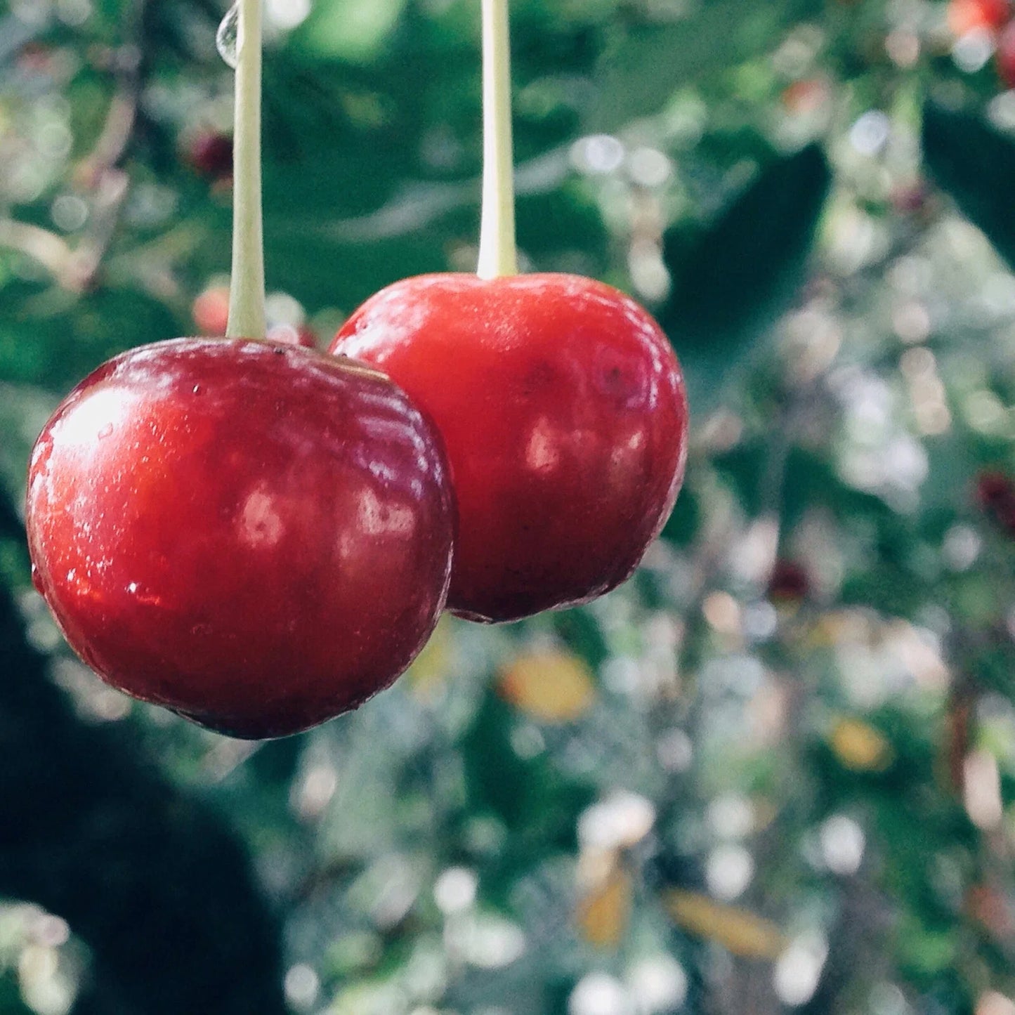 Evans Cherry Tree Seeds - 20 Pack - Tasty Tart Fruits - Prunus cerasus 'Evans' - Edible Cherry Seeds for Home Garden