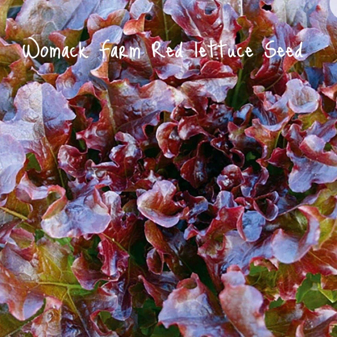 Salad Bowl Red Lettuce Seeds - 150+ Heirloom Non-GMO Organic - Fresh Gardening Seeds for Home Planting