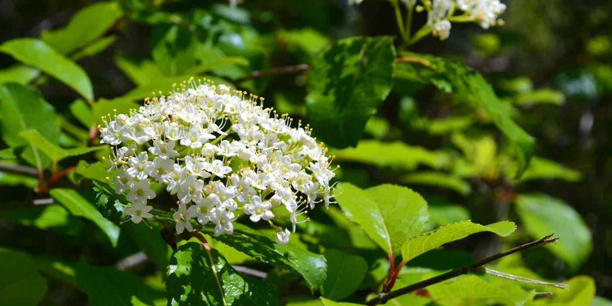 Black Haw 6 Inch Live Plant – Viburnum prunifolium