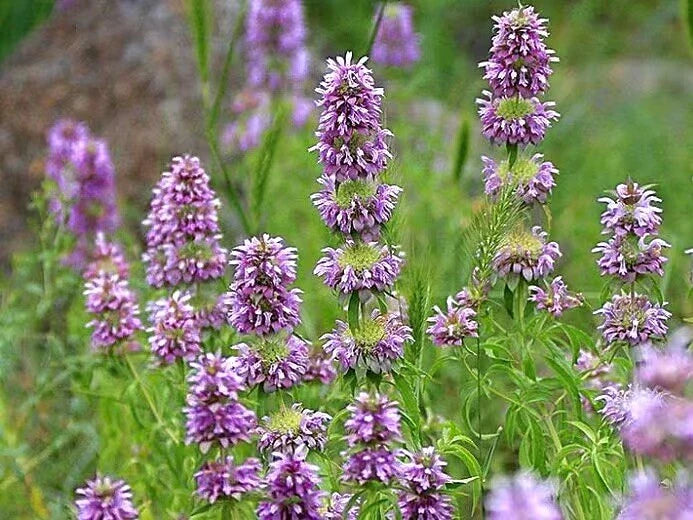 Lemon Mint Seeds - 100 Non-GMO Heirloom Garden Seeds for Herbs - Hummingbird Attraction - Mentha × piperita