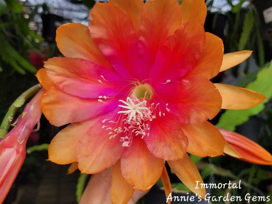 Epiphyllum Cuttings - 8 to 10 Inches Long - Immortal Variety - Unrooted Epiphyllum Oxypetalum