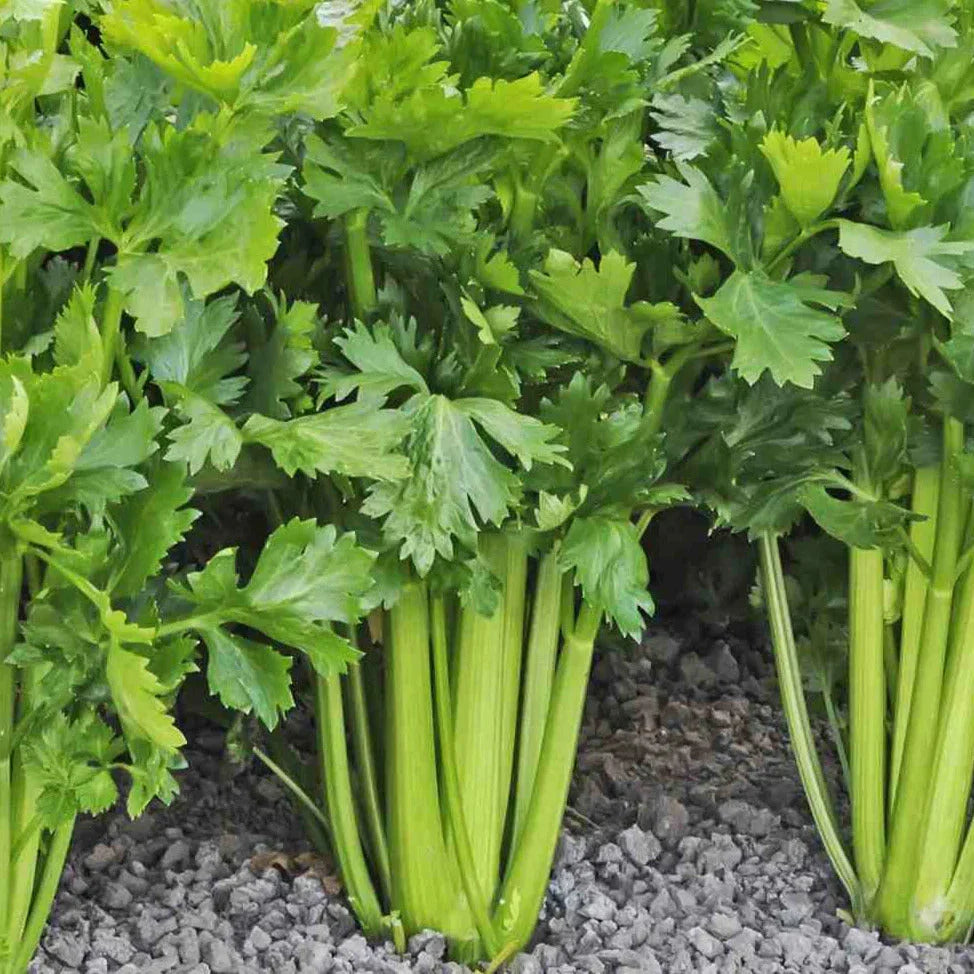 Celery Seeds 1500+ Count Tall Utah 52-70R Improved Apium for 2025 Planting