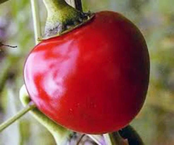 Large Hot Cherry Pepper Seeds, Heirloom, Non-GMO, 500 Seeds, Capsicum annuum