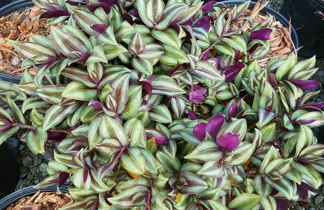 Echeveria Ghost Plant Cuttings, Pink Succulent "Mother of Pearl," 4 Pack, Rare Succulent Variety