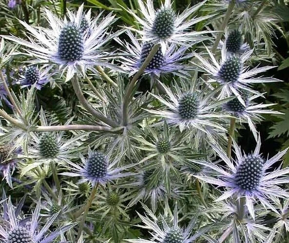 Eryngium alpinum 'Blue Star' Sea Holly Seeds - 10 Pack, Drought-Tolerant Perennial, Blue Flowering Plant Seeds