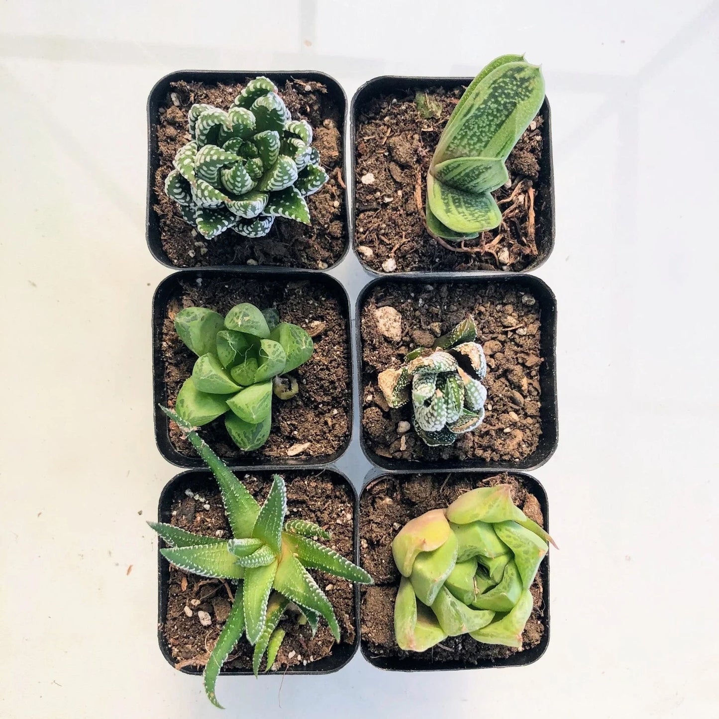 Live Haworthia Succulent Plant 2" or 4" Fully Rooted Indoor Wedding Favor (Haworthia spp.)