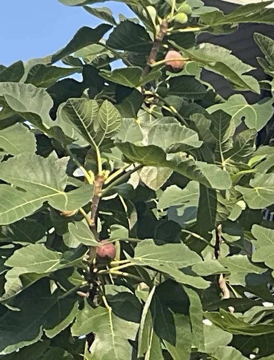 Rooted Brown Turkey Fig Tree - 5"-8" - Ficus Carica - Hardy Fruit Tree for Home Garden