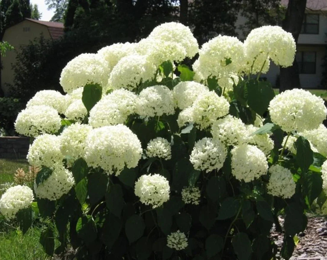 Deciduous Snowball Viburnum 4-12" Live Plant, White Blooms, Viburnum opulus, Full Sun, Zones 3-8, Fast-Growing, 4" Pot