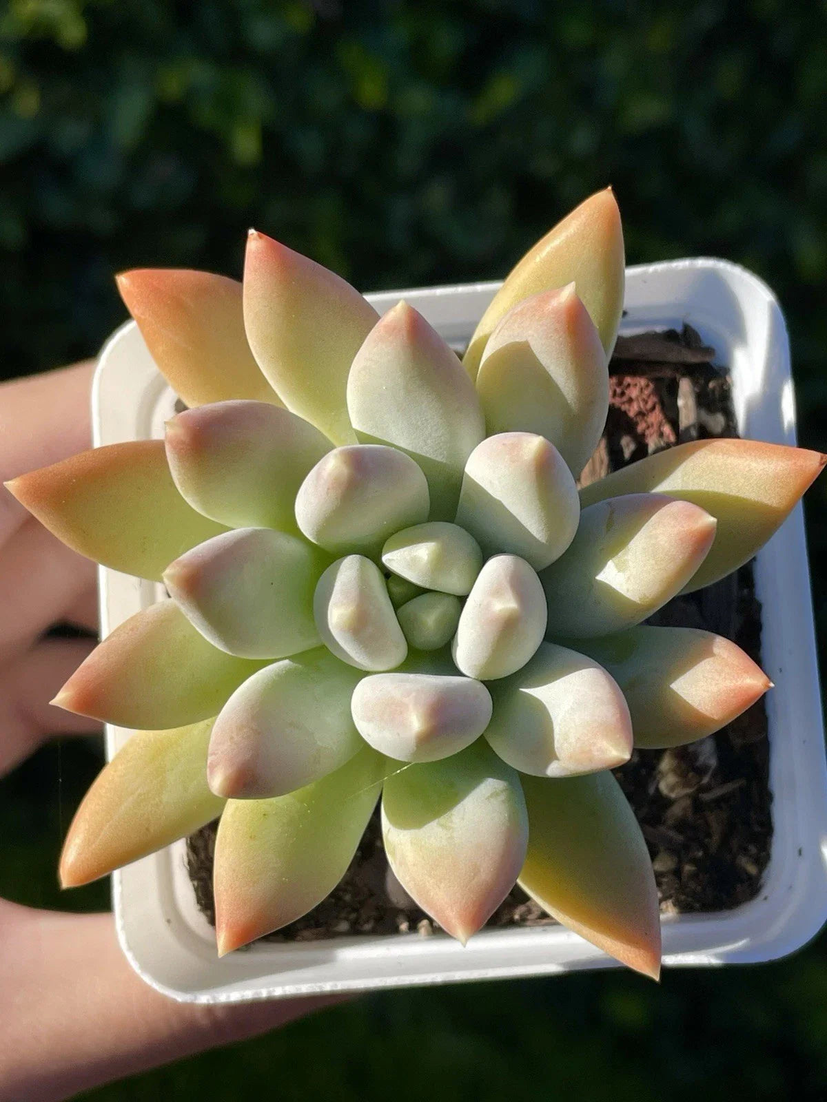 Rare Succulent 2.75-Inch Pachyphytum 'Moon Silver' Healthy Live Plant - Rooted with Beautiful Powdery Foliage