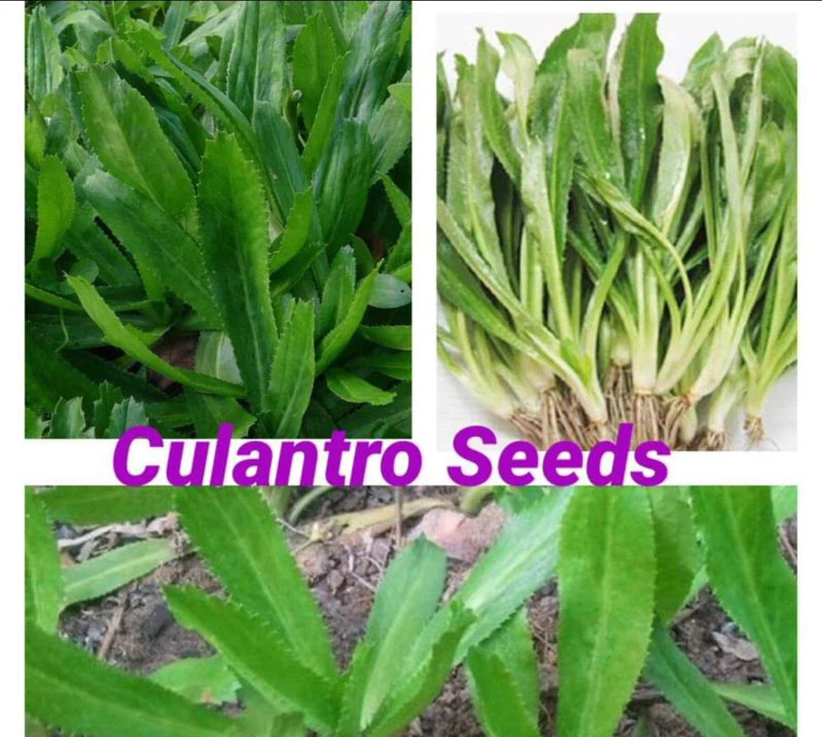 200 Seeds Culantro Mexican Coriander De Alcapate Cilantro Ancho Recao - Eryngium foetidum