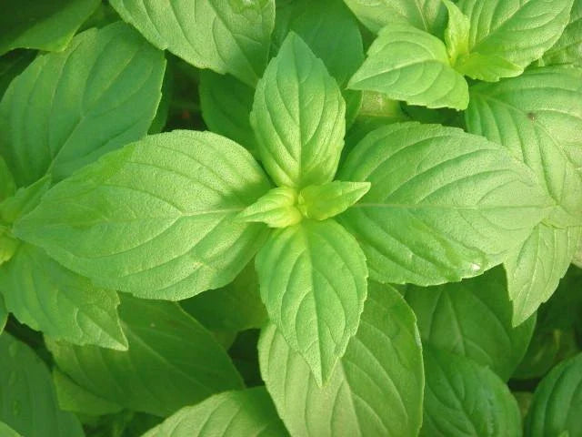 LEMON Basil Seeds - Aromatic Herb for Container Garden - Easy Fresh Bulk - Ocimum basilicum 'Citriodorum'
