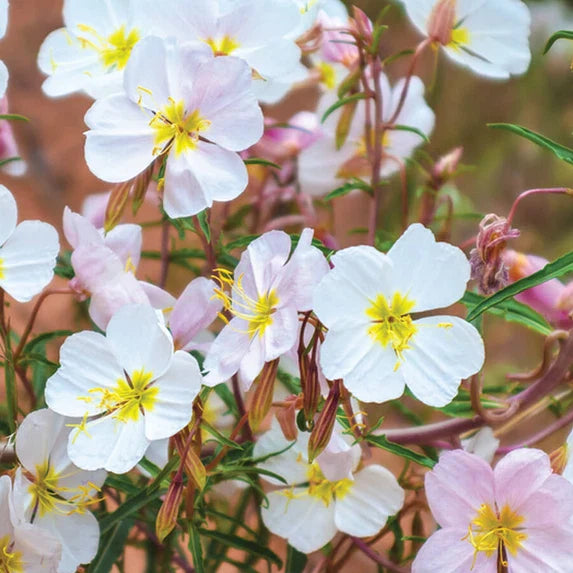 Evening Primrose Seeds | 100-2000 Seeds | Pale Yellow | Non-GMO | Oenothera pallida