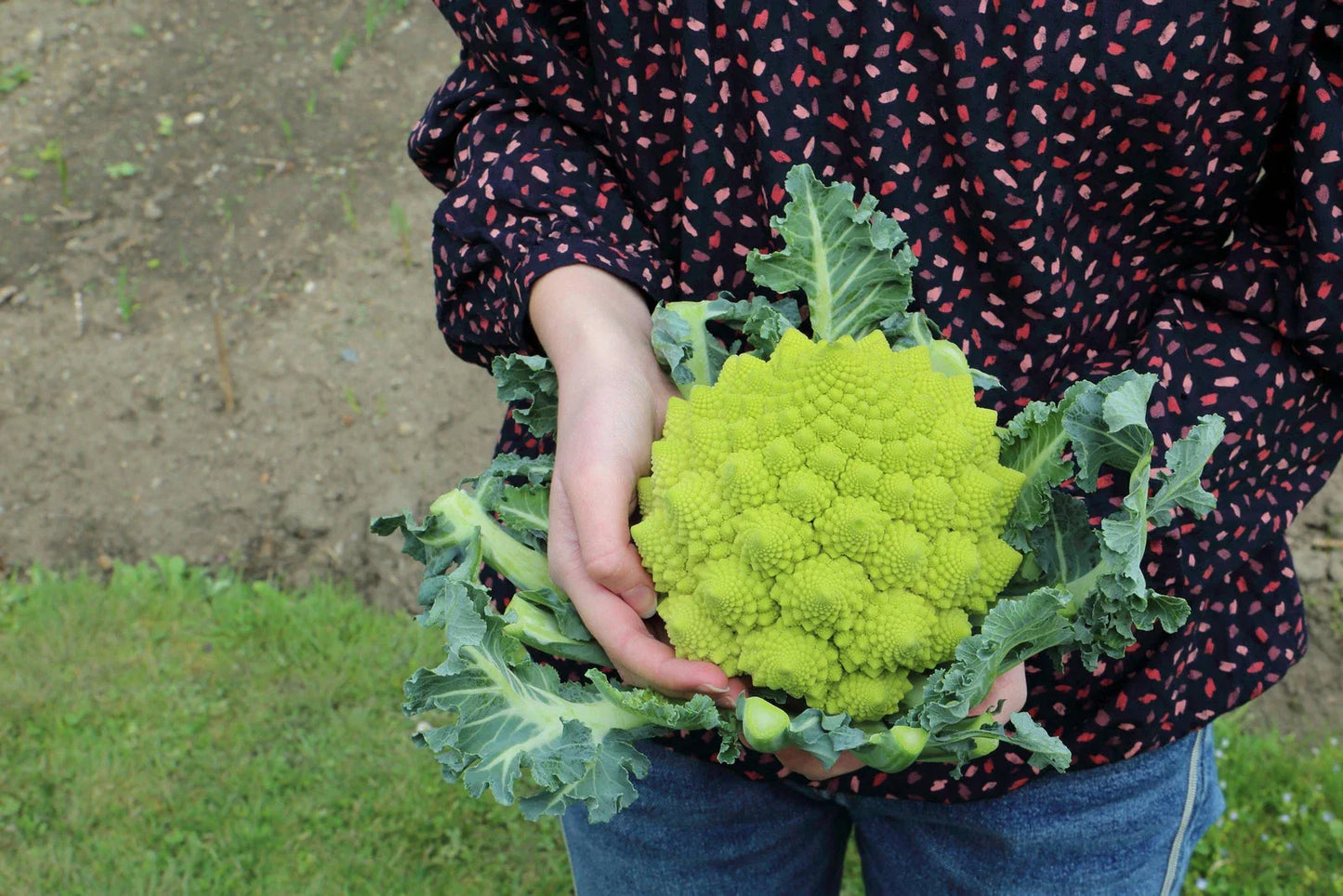 Romanesco Broccoli Seeds Non-GMO Heirloom - Green Vegetable Seeds for Backyard Gardening - Brassica oleracea