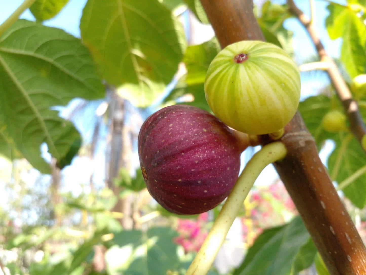 Martinenca Rimada Fig Tree Cuttings - 2 Tasty Purple Striped Variegated Figs - Ficus carica