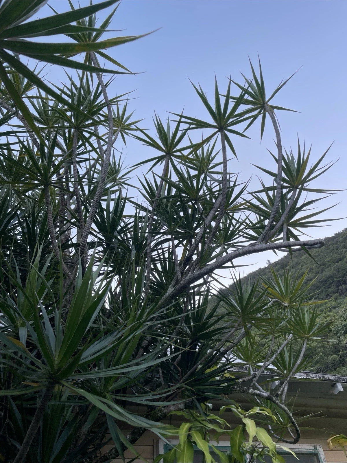 15 Bulk Hawaiian Dragon Tree Cuttings - Dracaena Marginata Money Tree - Organic Bonsai Plants