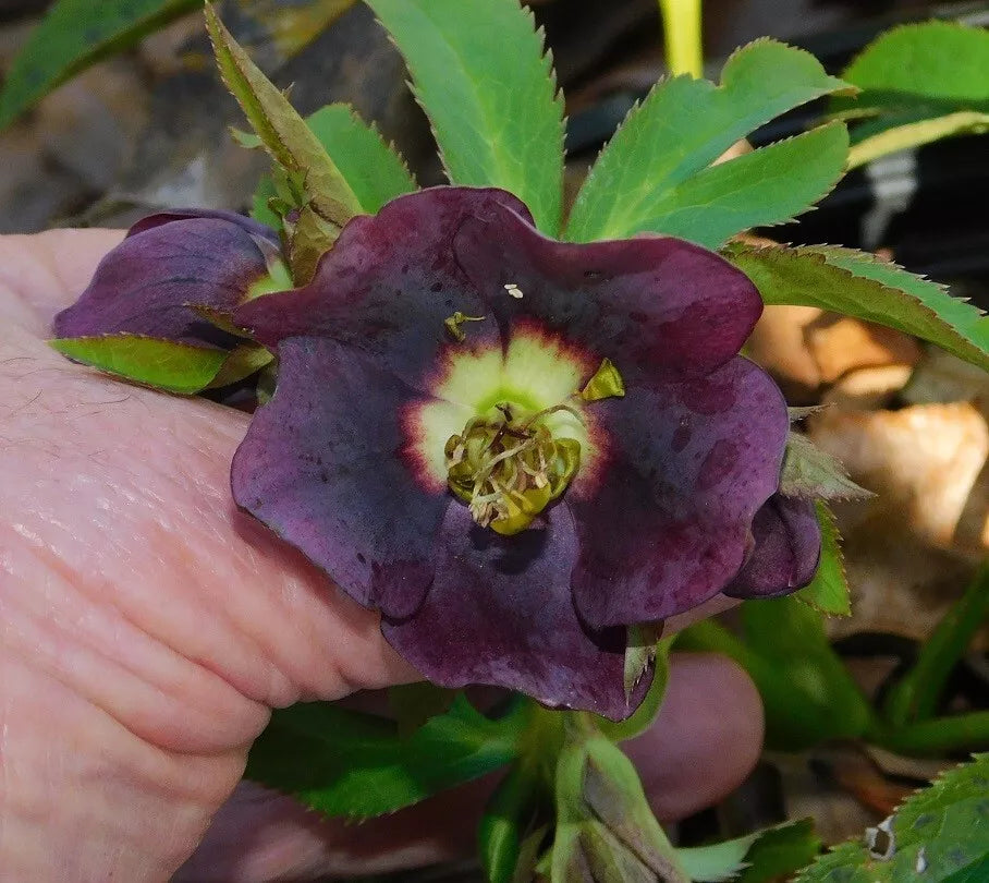 Hellebore Plants Mixed Seedlings - Winter Blooms - Helleborus Hybrid Seedlings for Garden or Indoor Decor