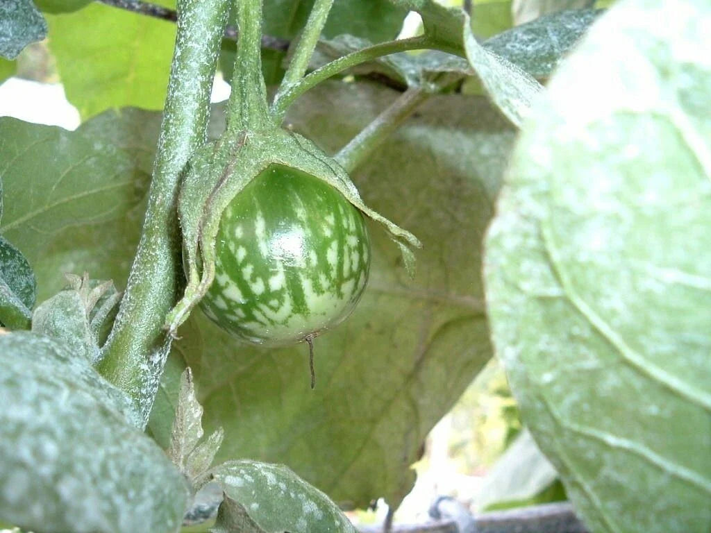 Kermit Eggplant Seeds - 20+ Pack - Round Thai Variety - Solanum melongena