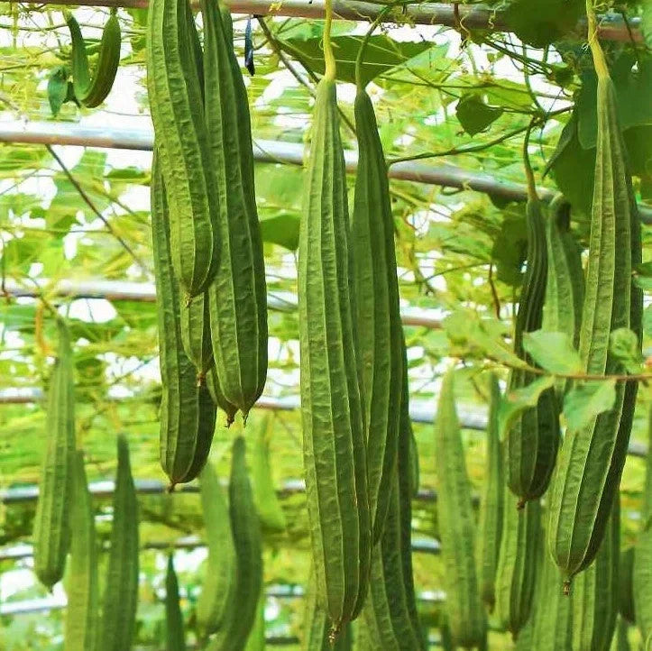 Da Rou Angled Luffa Gourd Seeds - Ridged Gourd for 2025 Planting - Okra Bitter (Luffa acutangula)