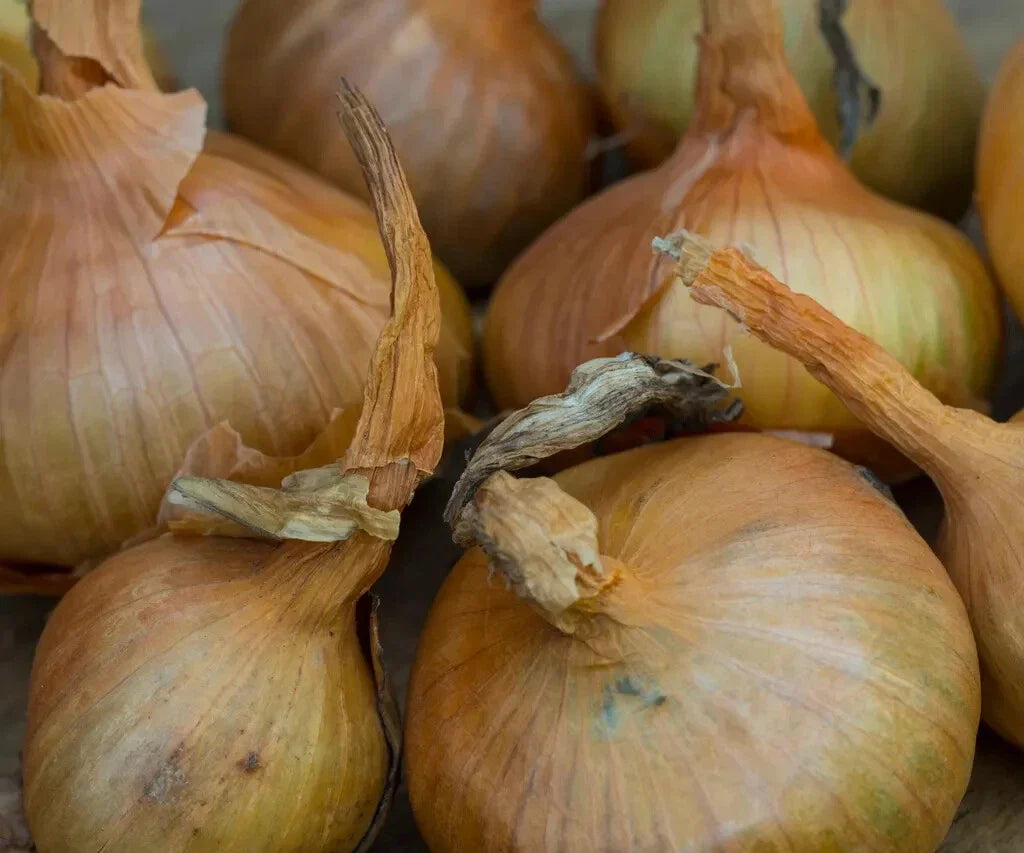 Sturon Onion Seeds - 500+ Pack for Garden Planting - Allium cepa - USA Grown, Non-GMO, High Yield