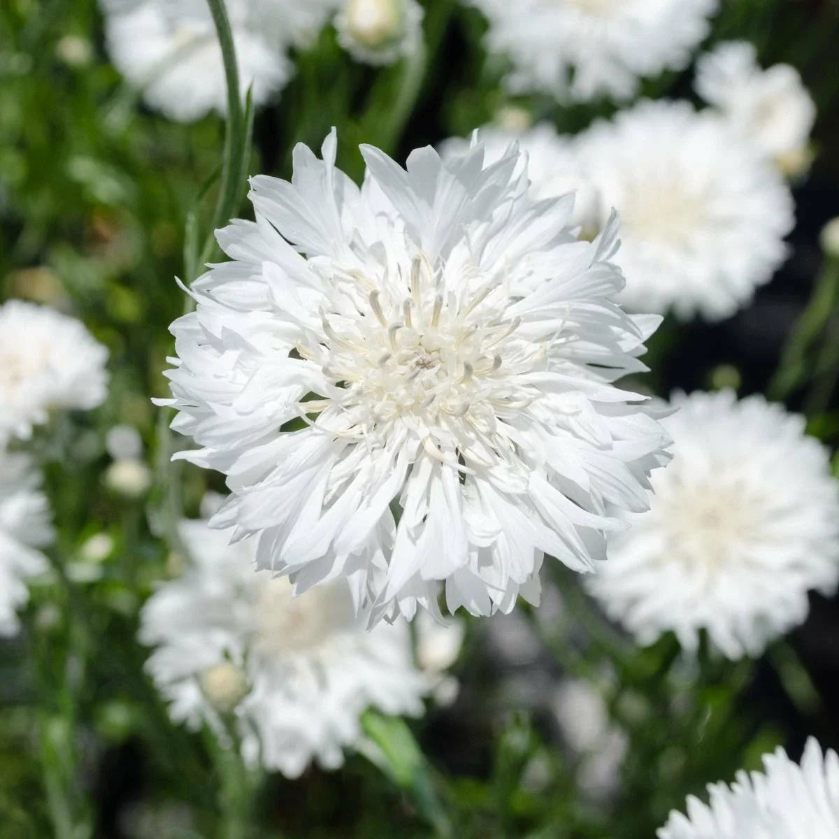 Bachelor Button Cornflower Seeds - 200+ Tall White Flowers - Centaurea cyanus - USA Seller with Free Shipping