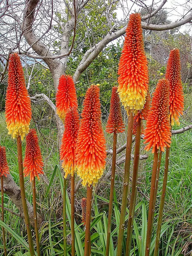 Red Hot Poker Seeds - 100 Count - Orange and Yellow Flowers - Kniphofia, Torch Lily