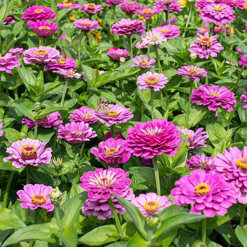 Dream Zinnia Seeds - 100+ Pack for Garden Planting - Colorful Blooms - Zinnia elegans