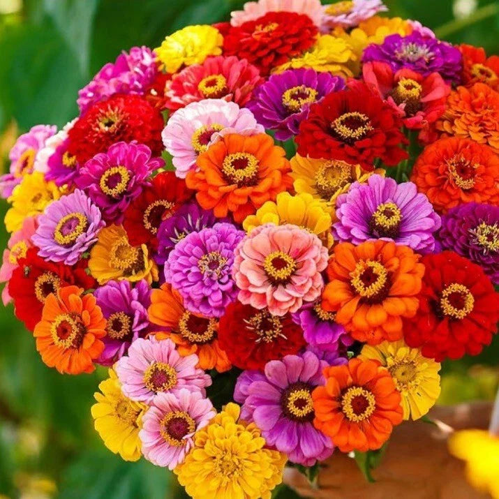 Zinnia Seeds, California Giant Mix, Non-GMO, 100+ Flower Seeds, Garden Flowers, Easy to Grow