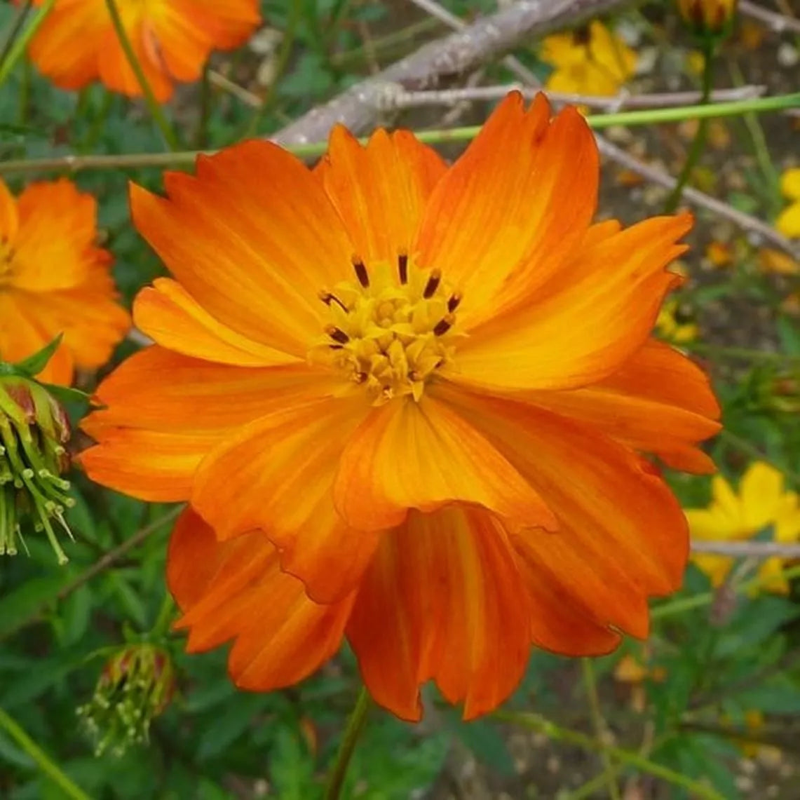 Cosmos Seeds 100 Ct Tall Orange Sulphur Annual Flower Garden, Cosmos bipinnatus, USA Free Shipping