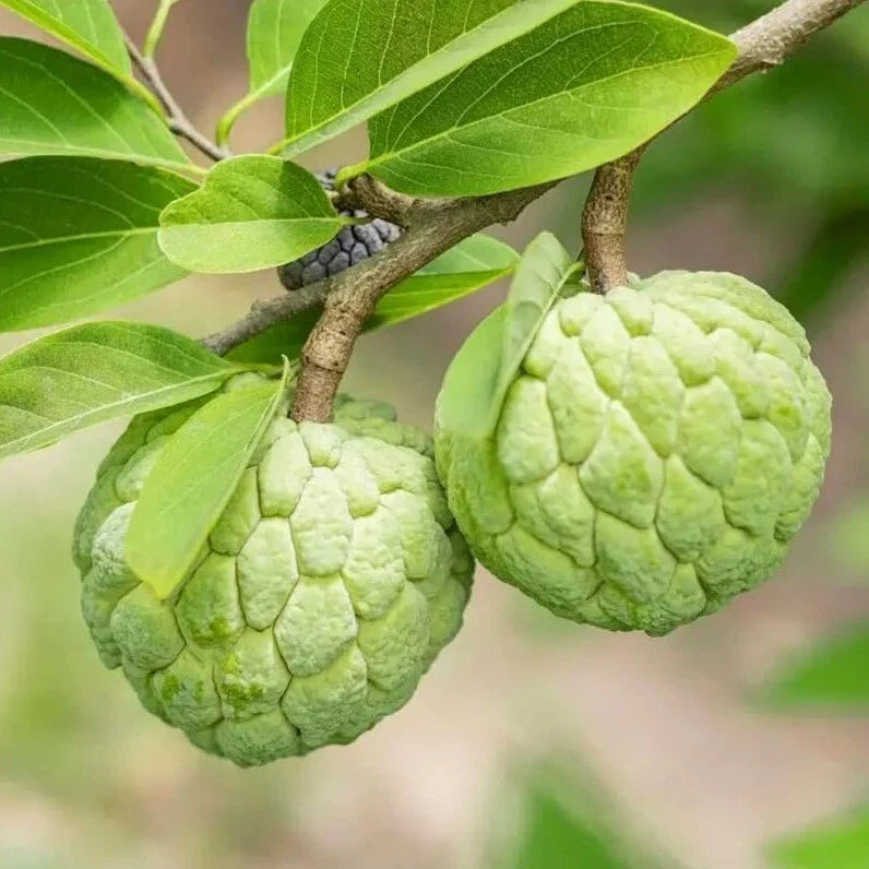 Sugar Apple Tree Live Plant 6-8" Annona Squamosa 3" Pot