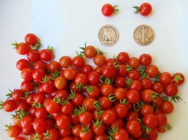 Matt's Wild Cherry Tomato Seeds - Super Sweet - 30 Fresh Seeds - Heirloom Variety - Perfect for Home Gardening