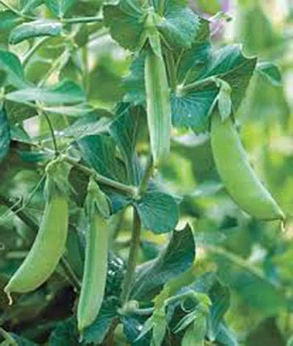 Early Alaska Pea Seeds, Heirloom Non-GMO, 100+ Seeds, Great Peas (Pisum sativum)