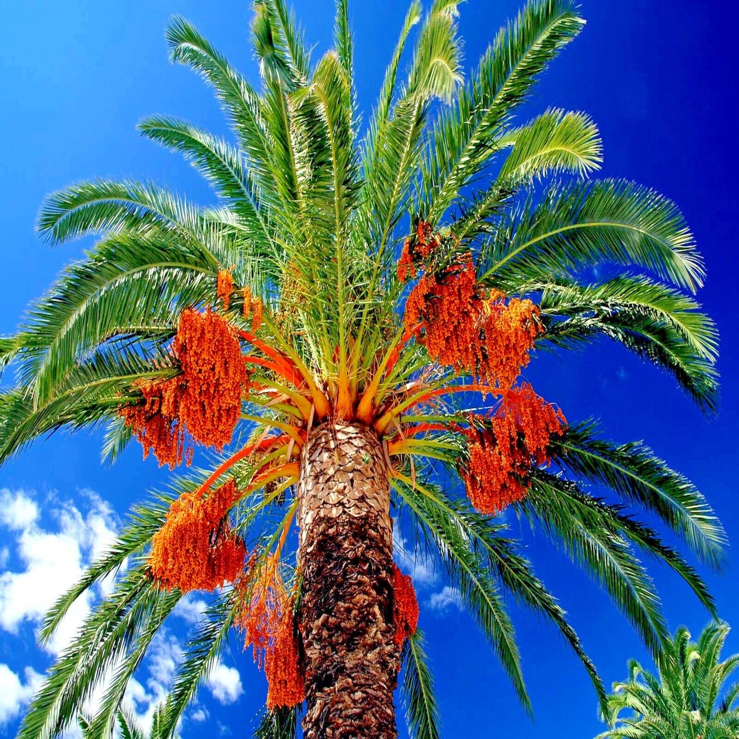 Date Palm Tree Seeds - 10 Pack - Edible Fruit Plant - Phoenix dactylifera - Hardy to Zone 8