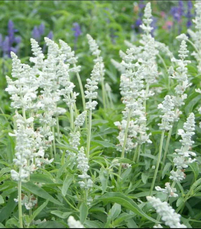 Salvia Seeds 200 Count Victoria Series White Flowers Non-GMO Pollinator-Friendly Plant (Salvia)