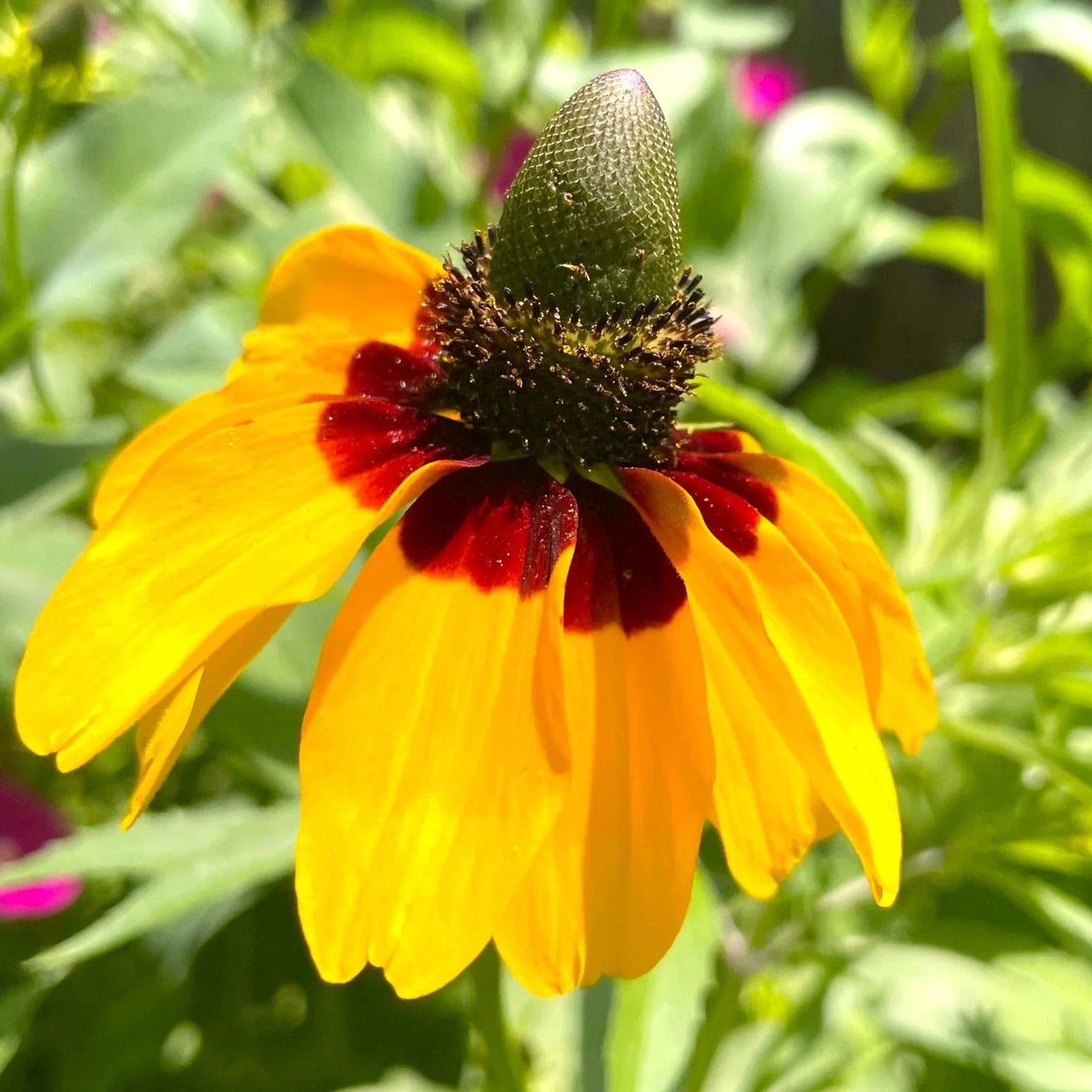 Clasping Coneflower Seeds - Yellow Variety for 2025 Planting - Dracopis Rudbeckia