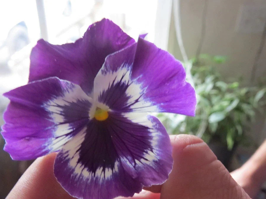 Pansy Seeds - 50 Flower Seeds - Snow Pansy Purple Blotch - Viola tricolor var. hortensis