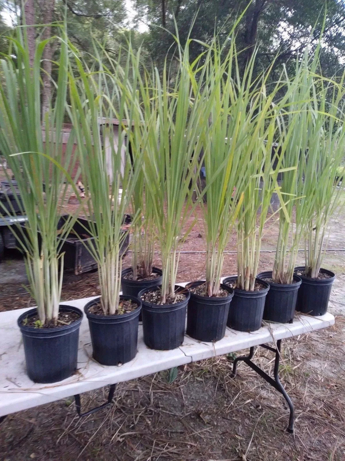 Lemongrass Live Plants 12 Pack 8-12" Tall Pesticide-Free Cymbopogon Citratus