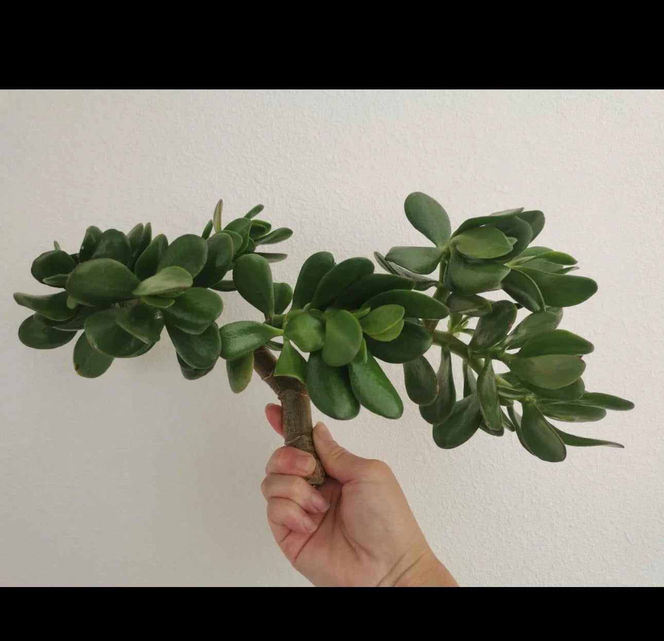 Thick Cutting Jade Plant Succulent 0.75 - 1 Inch Diameter Crassula ovata - Perfect for Home Decor and Gardening
