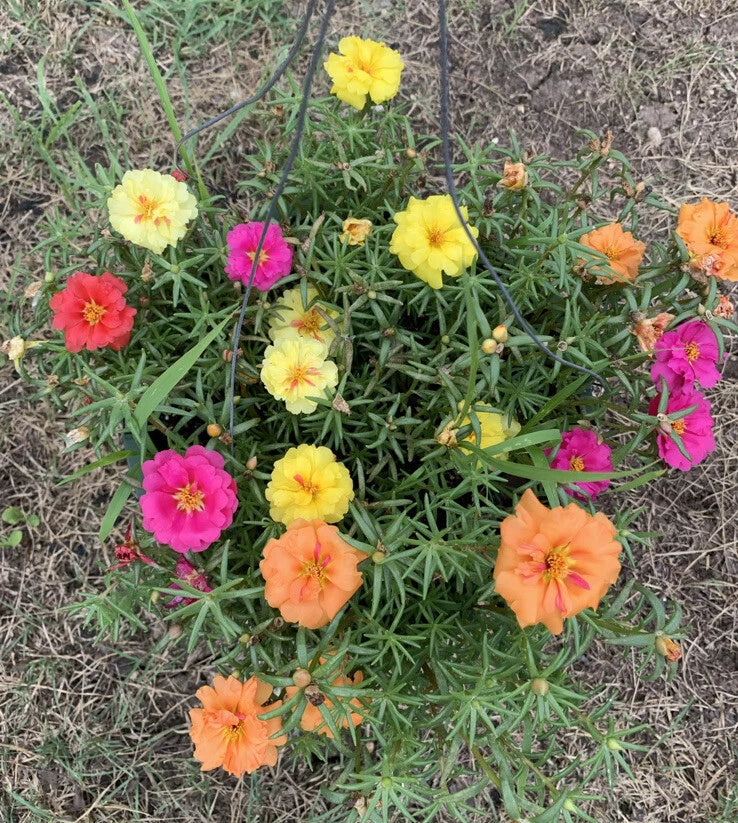 Portulaca Seeds - 100 Organic Moss Rose Mix - Edible Garden Purslane Flowers (Portulaca grandiflora)