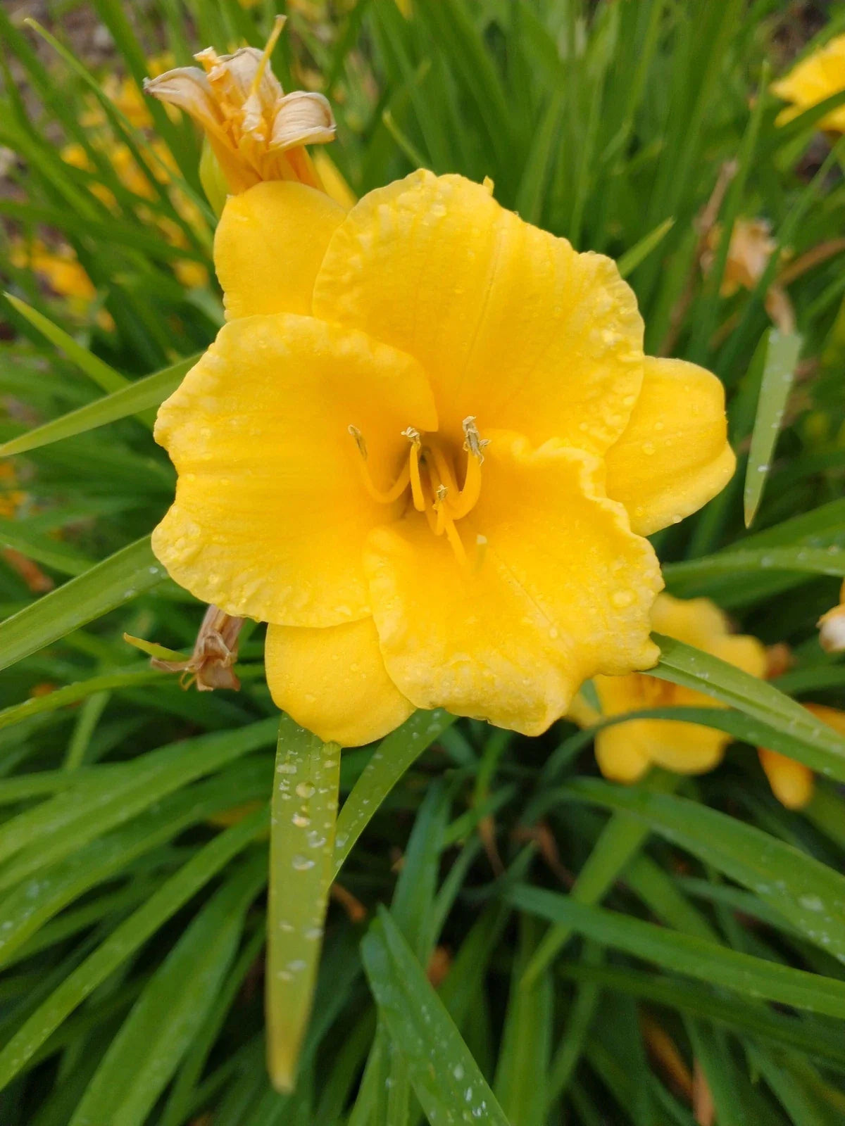 Daylily Lot of 2 Perennial Live Plants - Stella de Oro - Bare Root Outdoor Starter - Hemerocallis 'Stella de Oro'