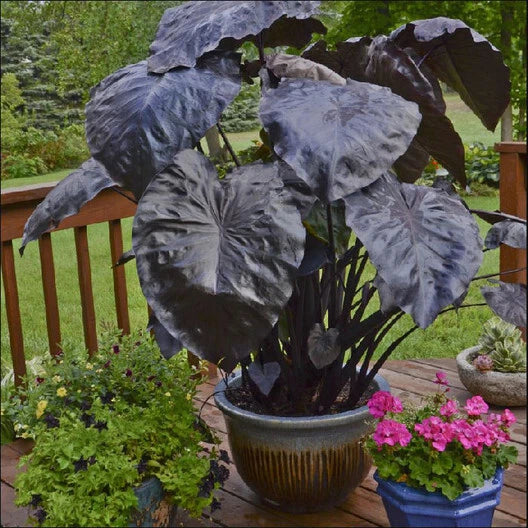 Black Coral Colocasia Plant - Large 1 Gallon Elephant Ear - Unique Foliage - Colocasia esculenta
