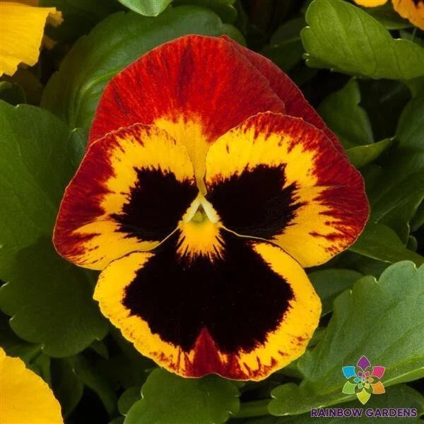 Majestic Giants Fire Blotch Pansy Seeds - 200+ Premium Viola Seeds for Vibrant Garden Blooms