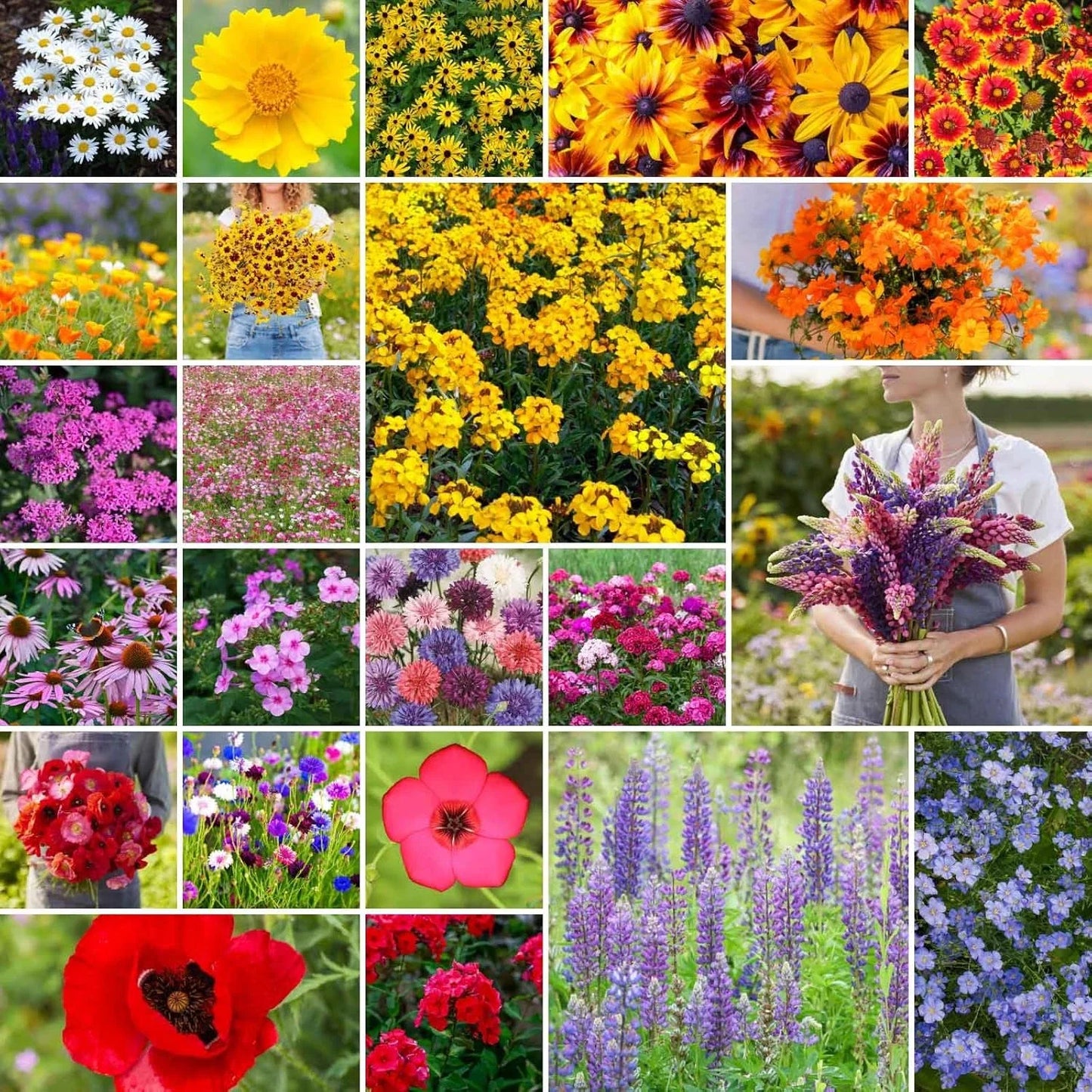 Northeast Wildflower Mixed Seeds, 1/4 lb, 120,000+ Seeds, Native Pollinator Friendly, Eco-Friendly Planting