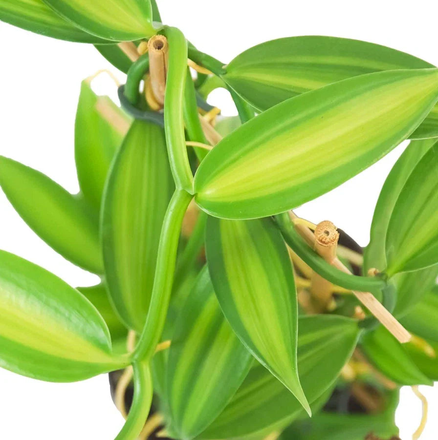 Live Variegated Vanilla Vine Plant – 3–5" Tall – Rare Rooted Vanilla Planifolia – Indoor or Outdoor Plant