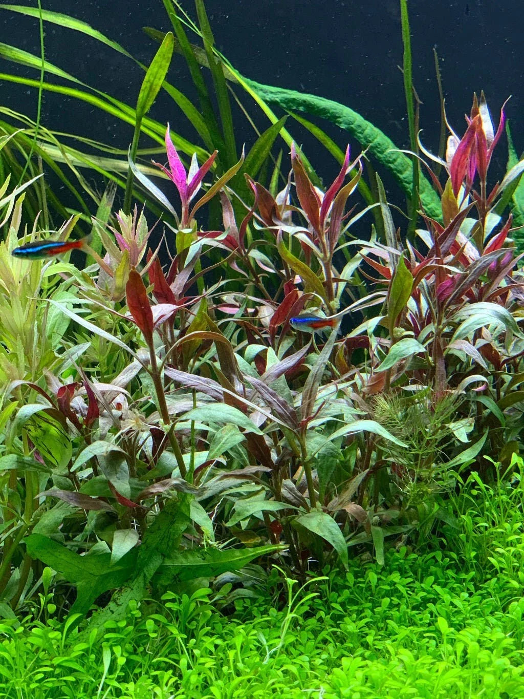 Telanthera Plant 5" Pot Roseafolia Alternanthera reineckii Easy Live Aquatic Plant