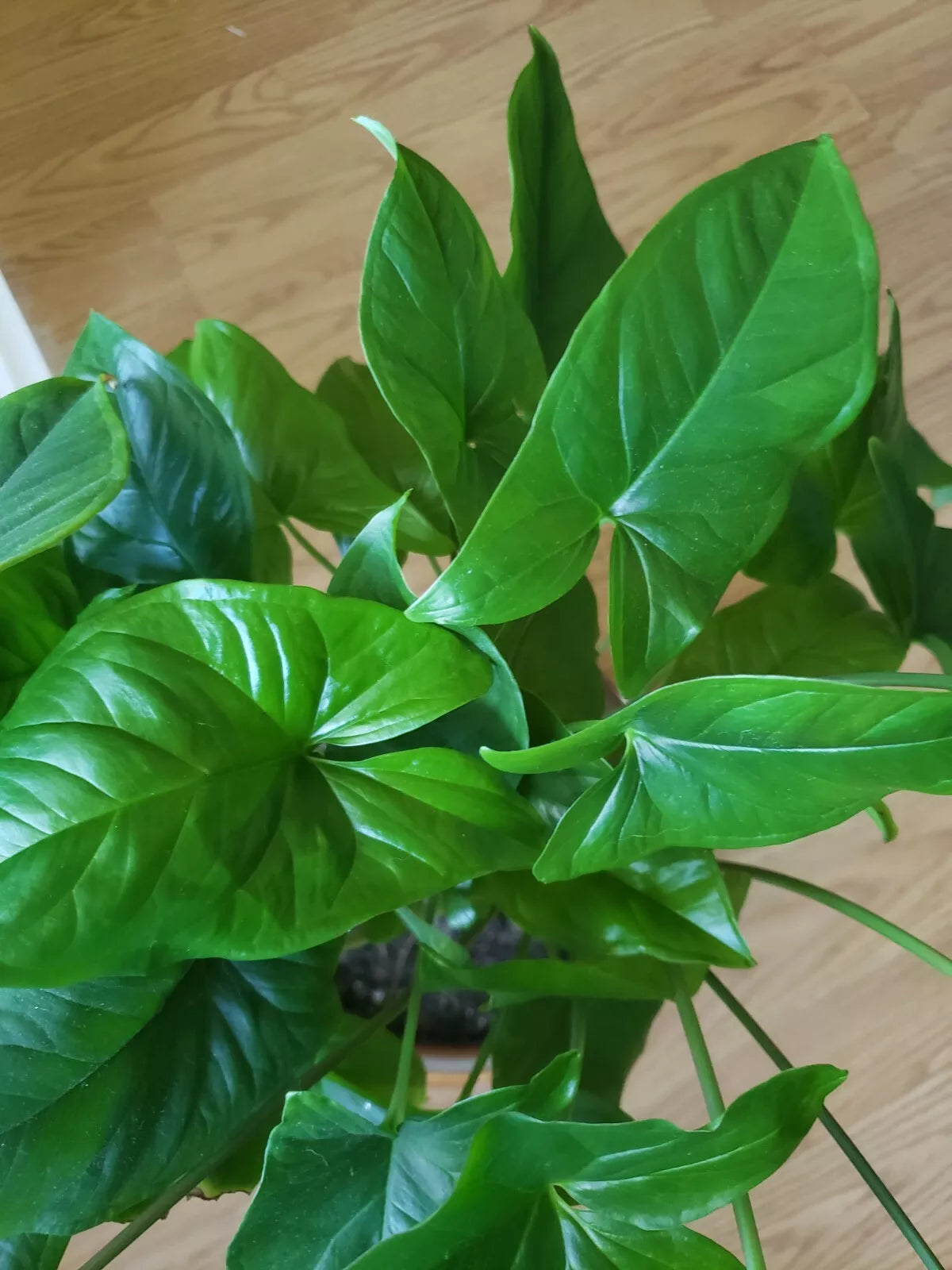 Emerald Gem Syngonium Podophyllum - Arrowhead Vine Plant - Indoor Houseplant - Tropical Green Foliage