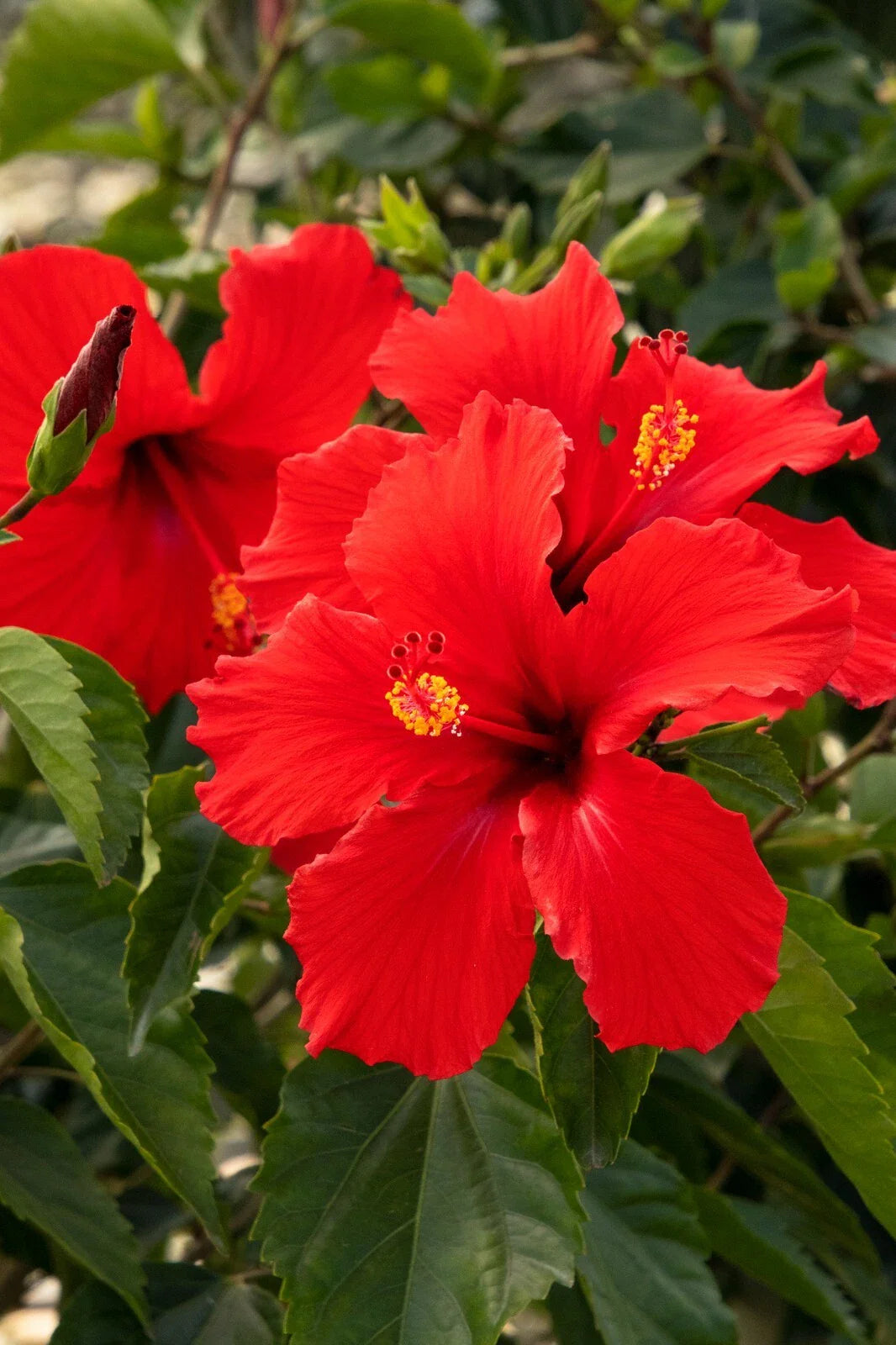 Tropical Hibiscus Starter Plants, President Red, 5-Inch Plug Size, Live Plant, Hibiscus rosa-sinensis