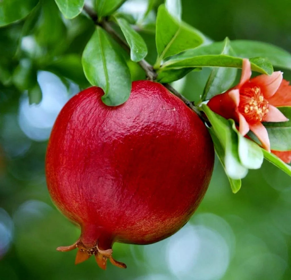Live Pomegranate Fruit Tree Seedling, Wonderful Variety, Punica Granatum, 1 ft. Tall, Edible Fruit Plant for Garden